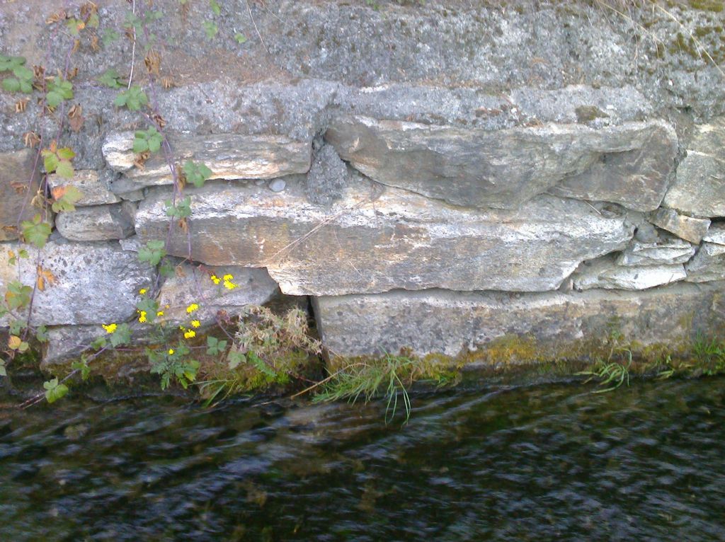 fiore giallo  come margherita - cfr. Cota tinctoria